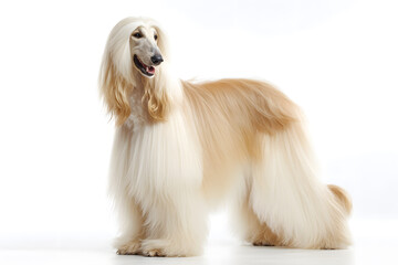 An Afghan hound poses elegantly in a well-lit studio, showcasing its long, flowing coat and graceful demeanor