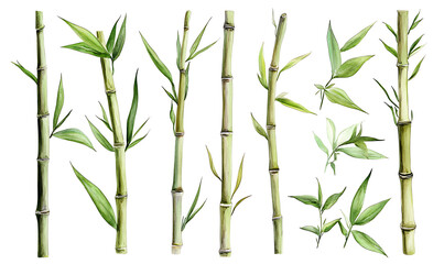 Fototapeta premium Highly detailed illustrations of various trees, leaves, grasses, and botanical elements, featuring realistic, minimalist, and abstract compositions on a white background.