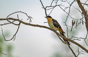 Great Spotted Cuckoo (Clamator glandarius) is a species commonly seen in the Tigris Valley in Diyarbakır.