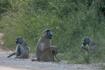 mother and baby baboon