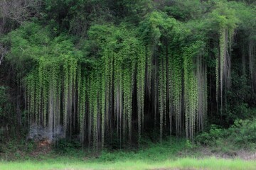 Obraz premium Lush Tropical Forest with Cascading Vines in Natural Habitat Landscape Wide Angle View