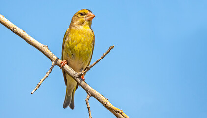 The European Greenfinch (Chloris chloris) is considered one of the most beautiful singing birds in the world. It is a common species in Türkiye in summer.