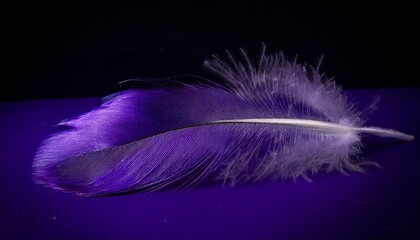 Close-up of a vibrantly colored purple feather resting on a smooth, reflective surface with a dark background, showcasing intricate textures and details