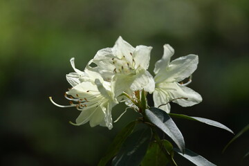 Obraz premium 咲き誇る情熱の花