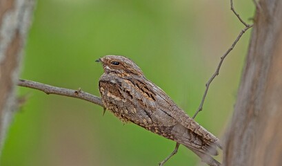 European Nightjar (Caprimulgus europaeus) is a night hunter. It feeds on insects and catches their prey in flight. It is commonly seen in the Tigris Valley in Diyarbakır.
