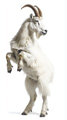 Fototapeta premium A white mountain goat in a dynamic, leaping pose against a pure white background.