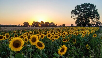 Obraz premium Vibrant Sunflower Field at Sunset with Golden Sky and Green Foliage