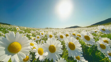 Panoramic field of white daisies under a bright sun and clear blue sky