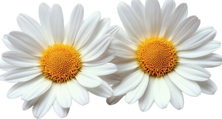 Fototapeta premium Two Beautiful White Daisies in Closeup