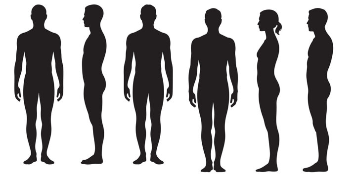 Male and Female Body Silhouettes Front and Side Views, Male Anatomy Diagrams Skeletal, Muscular, and Silhouette Views, human body anatomy, front, back, side view, vector woman and man