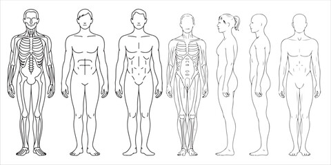 Male and Female Body Silhouettes Front and Side Views, Male Anatomy Diagrams Skeletal, Muscular, and Silhouette Views, human body anatomy, front, back, side view, vector woman and man