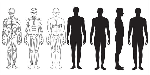 Male and Female Body Silhouettes Front and Side Views, Male Anatomy Diagrams Skeletal, Muscular, and Silhouette Views, human body anatomy, front, back, side view, vector woman and man
