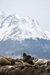 sea lions on the rock