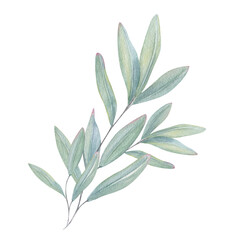 Watercolor lush leaf eucalyptus or olive branch illustration isolated background. Blue green leaves with pink edges. Floral element for wedding bouquet, spa greeting cards, organic beauty products