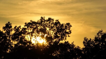 Sunset behind trees as light shines through during the golden hour of the day is peaceful beautiful time outdoors in nature