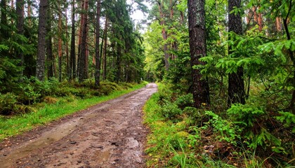 Tranquil Forest Path Surrounded by Lush Greenery and Trees