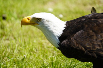 The Bald Eagle (Haliaeetus leucocephalus) is a bird of prey found in North America. Wiesent Gehäge Springe, Germany.