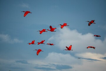 red birds on sky