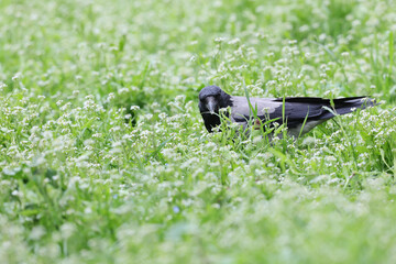 Hooded crow,Corvus cornix, searching food in the field of fresh green grass in spring season.
