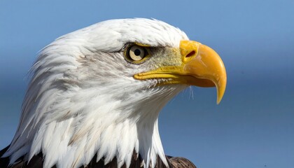 Obraz premium Majestic Bald Eagle Portrait Capturing Strength and Freedom on a Clear Blue Sky
