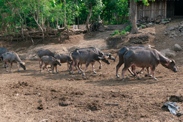 Group of Water Buffalos Grazing in a Rural Farming Landscape