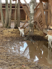 Little spotted deer in zoo. Animal conservation. Vertical orientation.