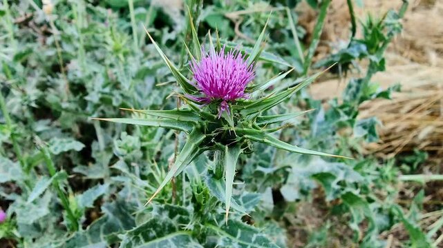 Silybum marianum, Milk thistle or the marian thistle purple flowers and seedheads 