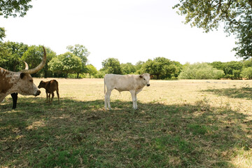 Texas longhorn cattle ranch with young cows in field during summer.