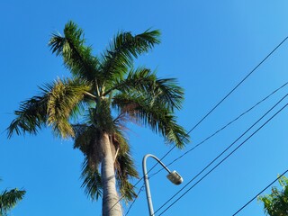 palm trees against blue sky