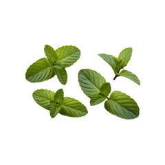 Fresh Mint Leaves Aromatic Herb for Culinary and Medicinal Uses