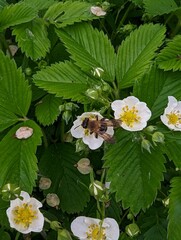 A Bee Pollinating Beautiful Strawberry Flowers in a Lush Garden Full of Life and Color