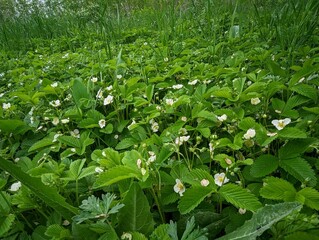 Vibrant Strawberry Plants in Full Bloom, Showcasing the Beauty of Nature and Lifes Cycle