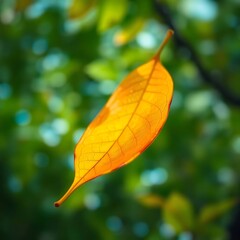 Falling autumn leaf with green bokeh.