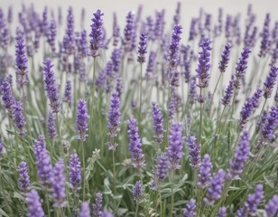 Naklejka premium Abundant lavender flowers, stark white backdrop Close-up view , purple, botanical