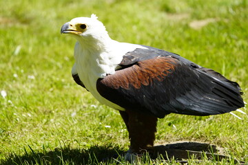 African Fish Eagle (Haliaeetus vocifer) Wiesent enclosure Springe, Germany.