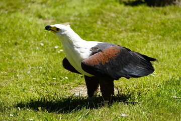 African Fish Eagle (Haliaeetus vocifer) Wiesent enclosure Springe, Germany.