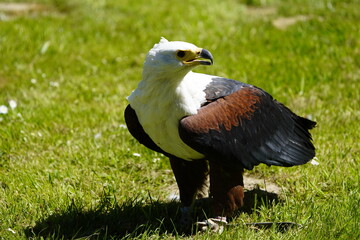 African Fish Eagle (Haliaeetus vocifer) Wiesent enclosure Springe, Germany.
