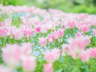 Obraz premium 春の公園や花壇を彩るチューリップのある風景。自然風景素材。フィルム写真のような柔らかい雰囲気。