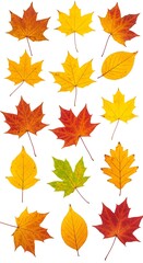 Autumn's Embrace: A Collection of Vibrant Maple Leaves