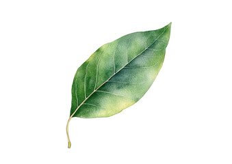 watercolor drawing of a green leaf isolated on white or transparent png