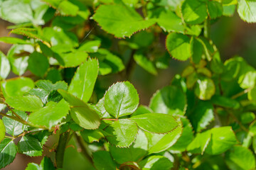 太陽に照らされた鮮やかなバラの葉クローズアップ
