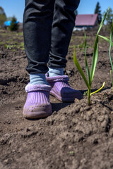 Women's feet in rubber gardening boots. Spring work for onion harvest. Sunny day.