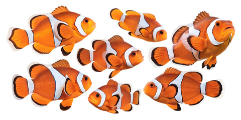 Various clownfish isolated on transparent background