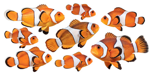Various clownfish isolated on transparent background