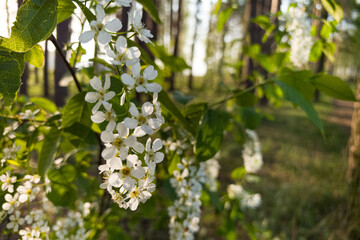 Blossoming white flowers in a serene forest during golden hour glow