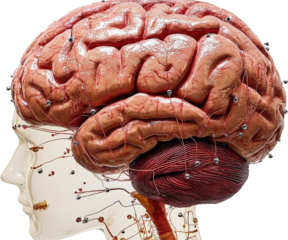 Human Brain Anatomy with Acupuncture Points