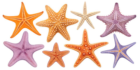 Various starfish isolated on transparent background