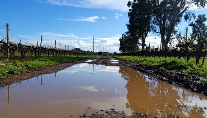 Obraz premium Scenic Vineyard Path with Reflection and Blue Sky in Background