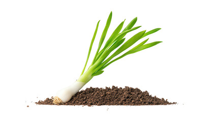 Obraz premium Fresh Green Onion Plant on Dark Soil with Transparent Background