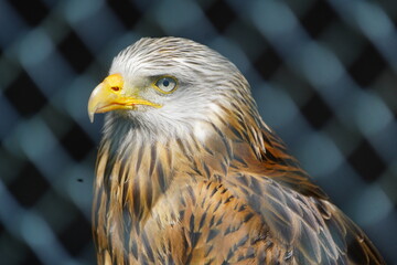 The red kite (Milvus milvus), also known as the red kite, fork-tailed kite, or king kite, is a species of bird of prey in the Accipitridae family. Wiesent enclosure, Spring, Germany.
